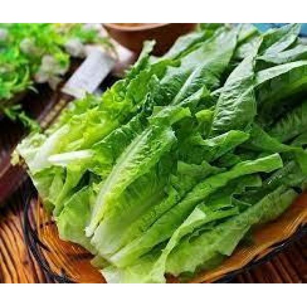 新鲜油麦菜 8/KG